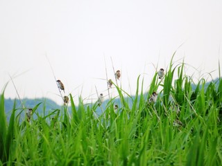 日本の田舎の風景　6月　むら雀と初夏の草叢