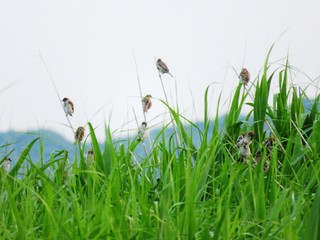 日本の田舎の風景　6月　むら雀と初夏の草叢