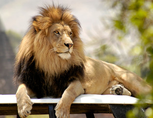 Lion King on his throne. 