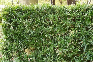 Yew plum  pine (Podocarpus macrophyllus) hedge / Podocarpaceae evergreen conifers.