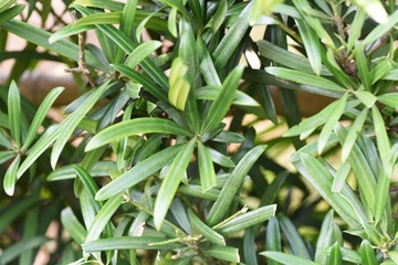 Yew plum  pine (Podocarpus macrophyllus) hedge / Podocarpaceae evergreen conifers.