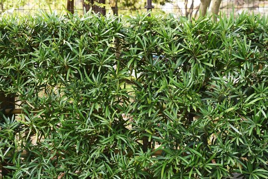Yew plum  pine (Podocarpus macrophyllus) hedge / Podocarpaceae evergreen conifers.