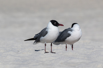 Seagull standing guard on a white sand beach while its mate naps