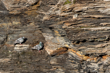 Two pigeons out on a dangerous ledge on an orange, white, brown and gray layered shale cliff