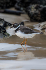 Semi-palmated plover bird searching for breakfast with beautiful reflection on a wet sand beach