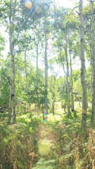 Light in the Rocky Mountains' trees