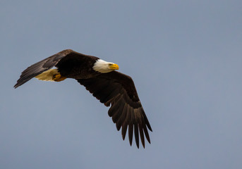 Bald eagle hunting and flying across the blue sky
