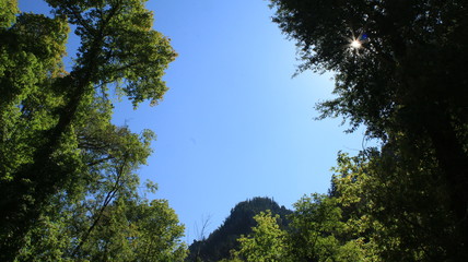 Obraz premium Light in the Rocky Mountains' trees