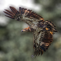 Red shouldered hawk taking flight on the hunt with beautiful yellow highlights and blurred forest background