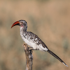 Red billed hornbill posing on a tree branch with beautiful bokeh background