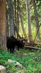 Fototapeta na wymiar Moose in the Rocky Mountains