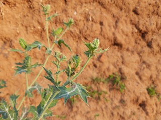 Argemone mexicana (Mexican poppy, Mexican prickly poppy, flowering thistle,cardo or cardosanto) is a species of poppy found in Mexico. It is also referred to as