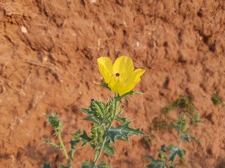 Argemone mexicana&nbsp;(Mexican poppy,&nbsp;Mexican prickly poppy,&nbsp;flowering thistle,cardo&nbsp;or&nbsp;cardosanto) is a species of&nbsp;poppy&nbsp;found in&nbsp;Mexico. It is also referred to as"kateli ka phool&rdquo;in India. Yellow flower