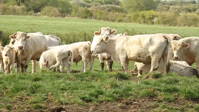 Charolaise domestic beef cattle herd