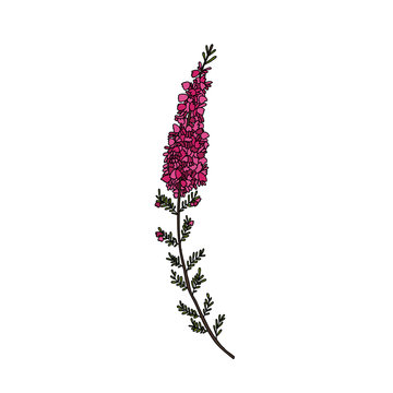 heather illustration