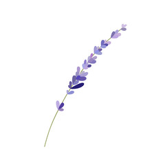 Obraz premium lavender doodle illustration