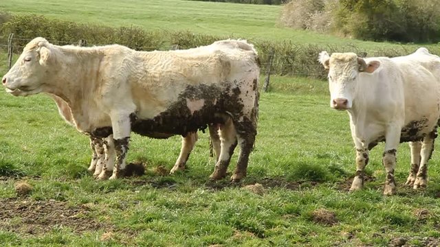 Charolais domestic beef cattle herd