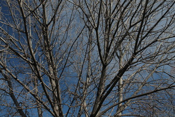 Winter branches