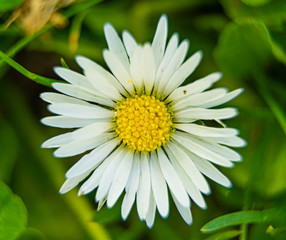 Macro shot of a marguerite blossom in spring time