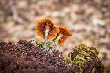 Poisonous deadly galerina (Galerina marginata) mushroom