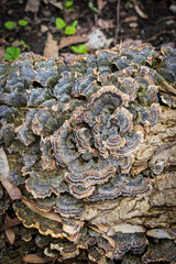 Medicinal turkey tail mushroom (Trametes versicolor) growing in the woods