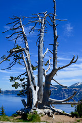 dead tree on the shore of a lake