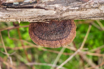 Polypore growing on a fallen tree