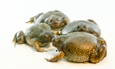 
Bullfrog on a white background