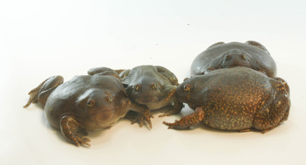 
Bullfrog on a white background