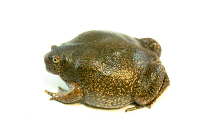 
Bullfrog on a white background