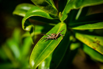 Jumping spider in defensive pose sitting on a leaf, cute tiny common spider defending himself, sunny day in spring, spiders are comming out, green background.