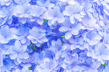 あじさい(柔らか・ふんわりイメージ)