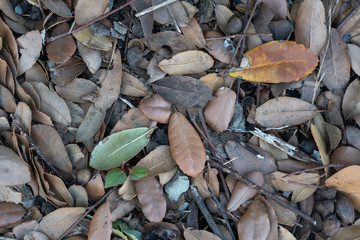 落ち葉