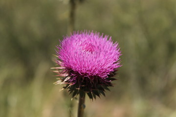Thistle