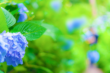 あじさい(柔らか・ふんわりイメージ)