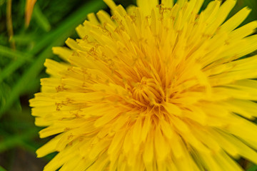 Macro shot of a dandelion blossom in spring time