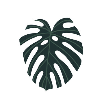 monstera leaf doodle icon