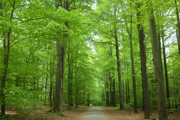 Springtime Hiking in a Tall German Beech Forest with Fresh Light Green New Leaves