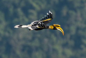 Closeup Great hornbill flying on sky (male) © chamnan phanthong