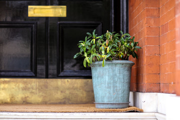 Close-up Of Potted Plant Against Door