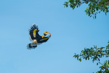 Closeup Great hornbill flying on blue sky © chamnan phanthong