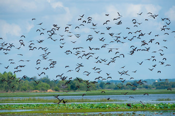 A flock of birds are flying, Lesser Whistling Duck