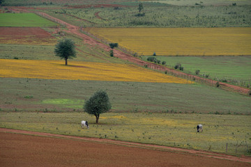 Obraz premium Scenic plains and valleys with cows