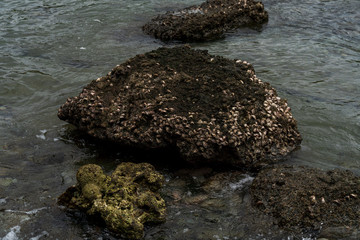岩牡蠣　小笠原
