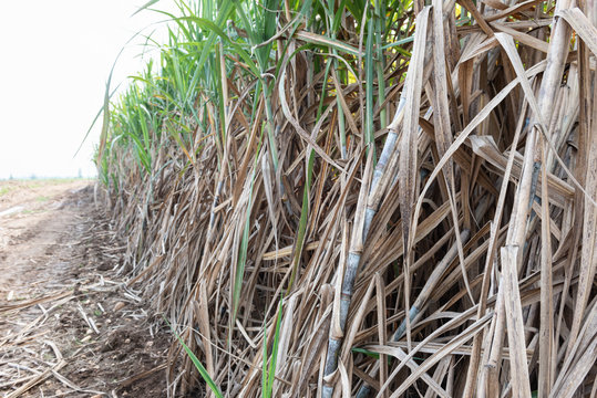 Sugarcane planted to produce sugar and food.
