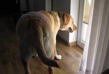 labrador i okno © Piotr