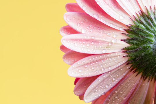 Close up View of a Pink Gerbera Daisy