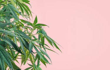 Fototapeta premium Cannabis plant, branches of marijuana against pink background