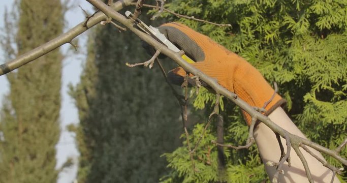 Close-up of female Caucasian hand in working gloves cutting dry branches with secateurs. Unknown adult woman taking care of trees outdoors. Farming, lifestyle, spring. Cinema 4k ProRes HQ.