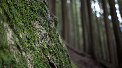 Naklejka premium moss covered tree trunk